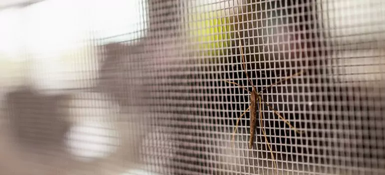 Repair Mosquito Mesh For Windows in Leesburg, FL